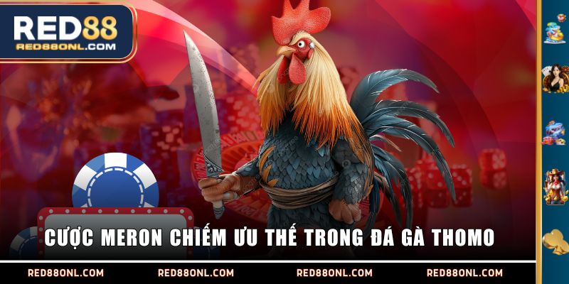 Cược Meron chiếm ưu thế trong đá gà Thomo