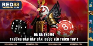 Đá gà Thomo