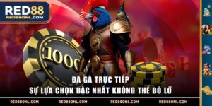 Đá gà trực tiếp