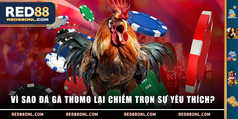 Vì sao đá gà Thomo lại chiếm trọn sự yêu thích?